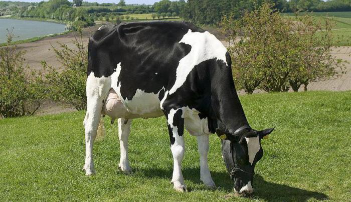 Holsteinzucht der Kühe: charakteristisch. Milchvieh