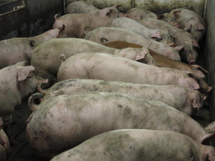 Landras - eine Rasse von Schweinen, die beste für die Schweinezucht