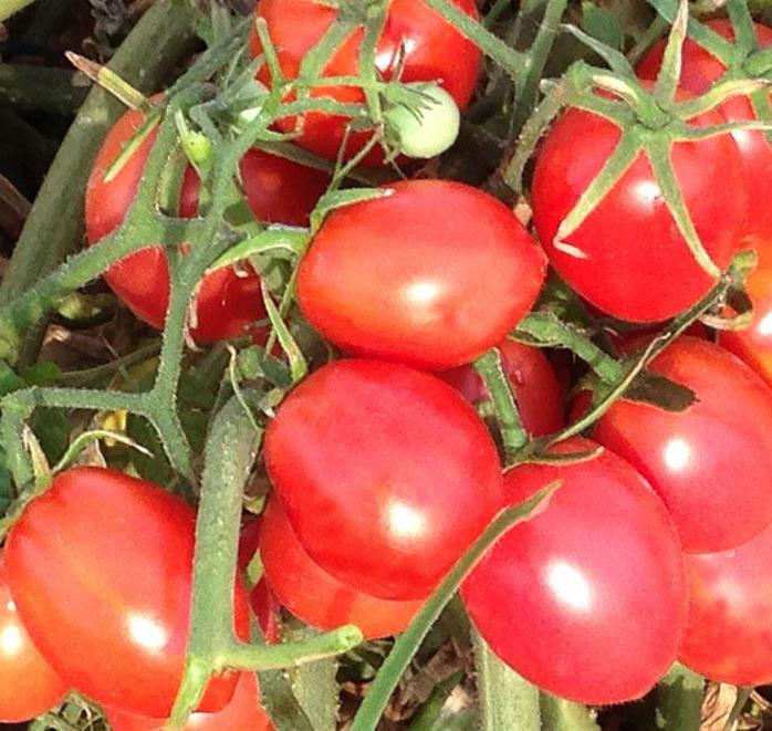 Süße Sorten von Tomaten: Bewertungen. Süße Tomatensorten für Gewächshäuser
