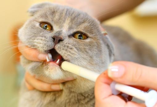 Was Sie wissen müssen, wie man einer Katze eine Pille gibt