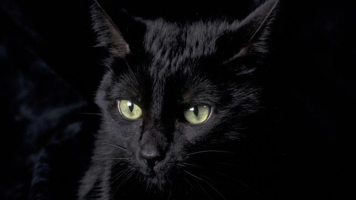 Die Katze ist schwarz. Rassen: Namen und Eigenschaften