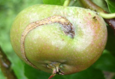 Krankheiten und Schädlinge von Apfel: wie man mit ihnen umgeht