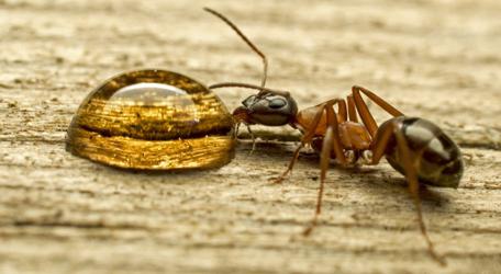 Wie man Ameisen im Garten loswerden kann. Guter Rat
