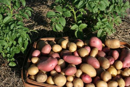 Kartoffelmotte: Maßnahmen des Kampfes während der Lagerung durch Volksmedizin und Präparate (Foto)