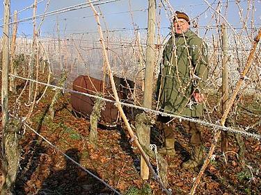 Vorbereitung der Trauben für den Winter im Ural: was tun, um zu verhindern, dass die Rebe gefroren wird