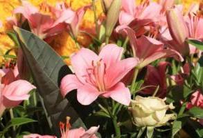 Geheimnisse der Gartenarbeit: Lilientransplantation