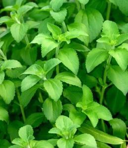 Stevia: Anbau, Vermehrung, Pflege, Anwendung