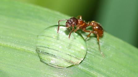 Anti-Ameisen im Garten