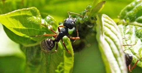 Weißt du, was Ant-Anästhetika am besten im Garten helfen? Nein? Lesen Sie unseren Artikel!