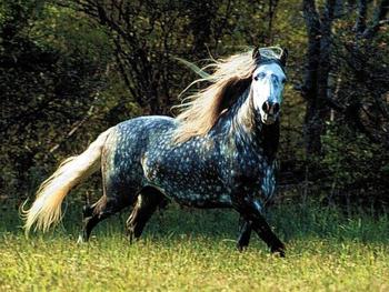 Traum: wovon träumt ein Pferd oder Pferd?