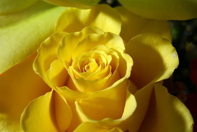 Ein häufiges Missverständnis: gelbe Rosen - ein Symbol der Traurigkeit?