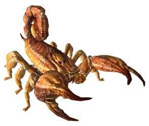 wovon träumt ein Skorpion?