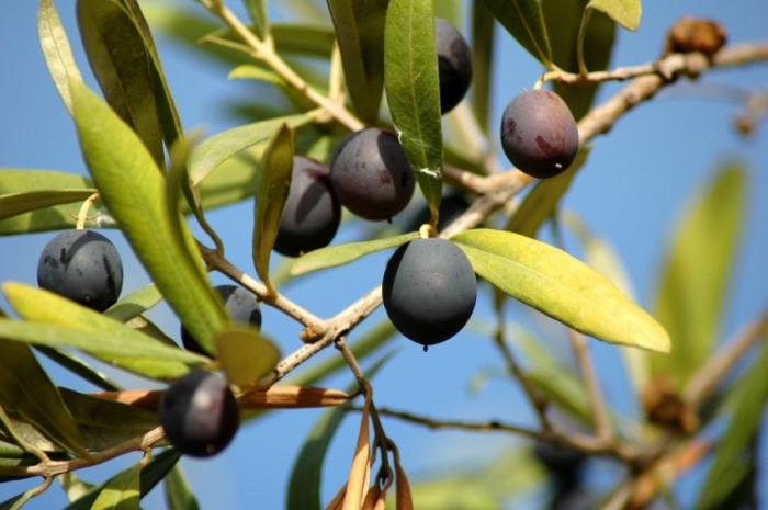 Oliven nützliche Eigenschaften