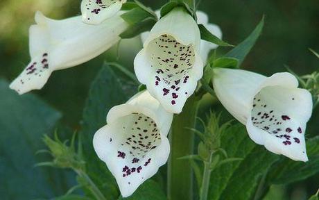 Ein wunderbarer Blumen Fingerhut: Pflanzen und Pflege