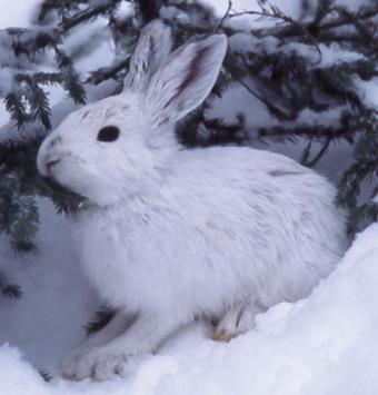 Wie bereitet sich der Hase auf den Winter vor, was macht er, um zu überleben?