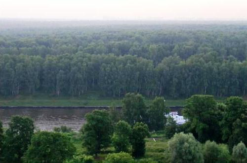 Wälder von Russland