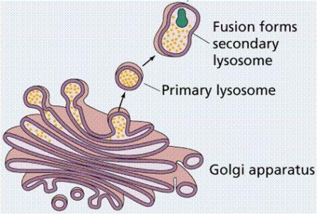 Was ist Lysosomen in der Biologie?