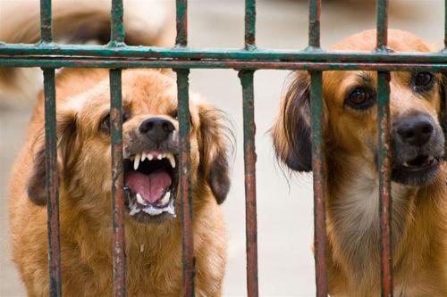 Anzeichen von Tollwut bei Hunden: Symptomatologie, Behandlung